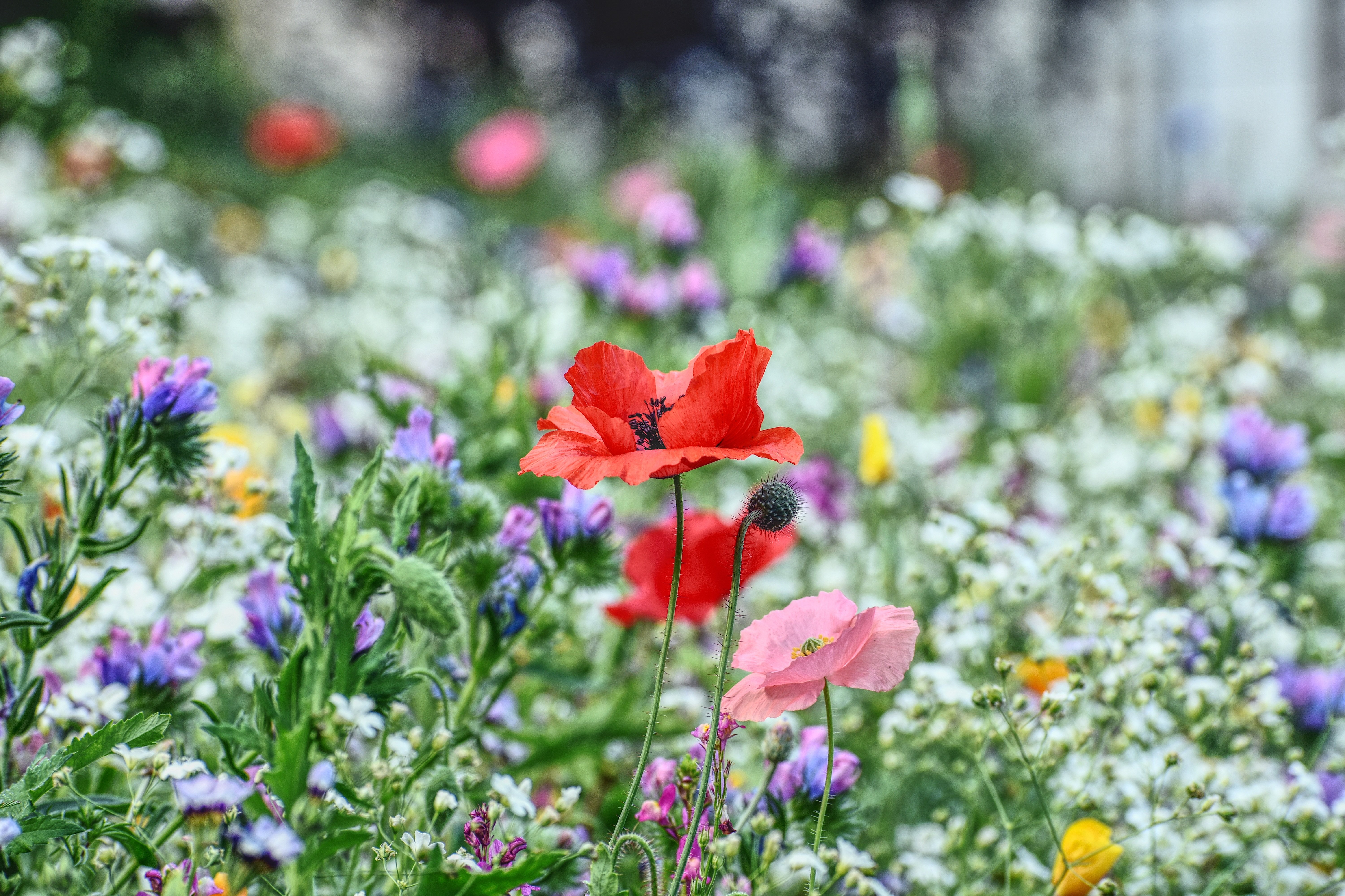 Wilde bloemenveld -Midsummer feest- Your Spiritual Network